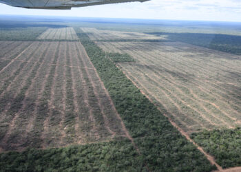 Se perdieron 150.000 hectáreas de bosques en el norte argentino producto de la deforestación