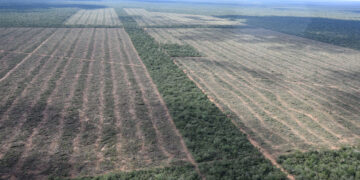 Se perdieron 150.000 hectáreas de bosques en el norte argentino producto de la deforestación