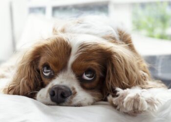 Según un estudio, los perros también se desvelan pensando en sus problemas