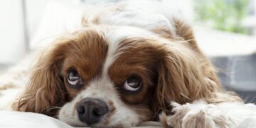 Según un estudio, los perros también se desvelan pensando en sus problemas