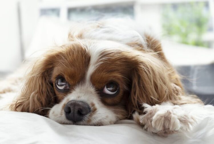 Investigadores húngaros descubrieron que los perros estresados pasan menos tiempo en sueño profundo.