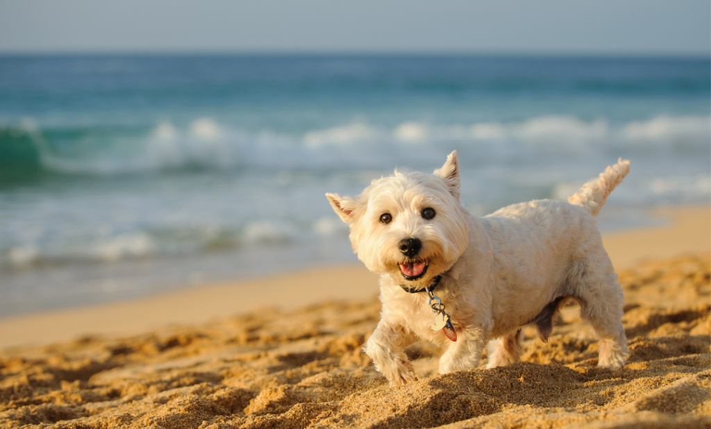 Recomendaciones para viajar con mascotas