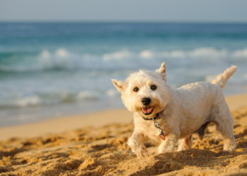 Recomendaciones para viajar con mascotas