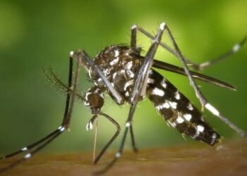 Recomendaciones para quienes viajen a zonas con circulación activa de dengue