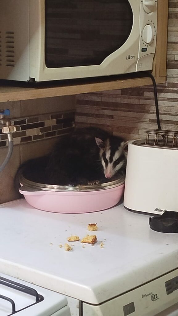 Una comadreja fue capturada en la cocina de una vivienda