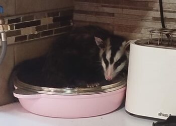 Una comadreja fue capturada en la cocina de una vivienda