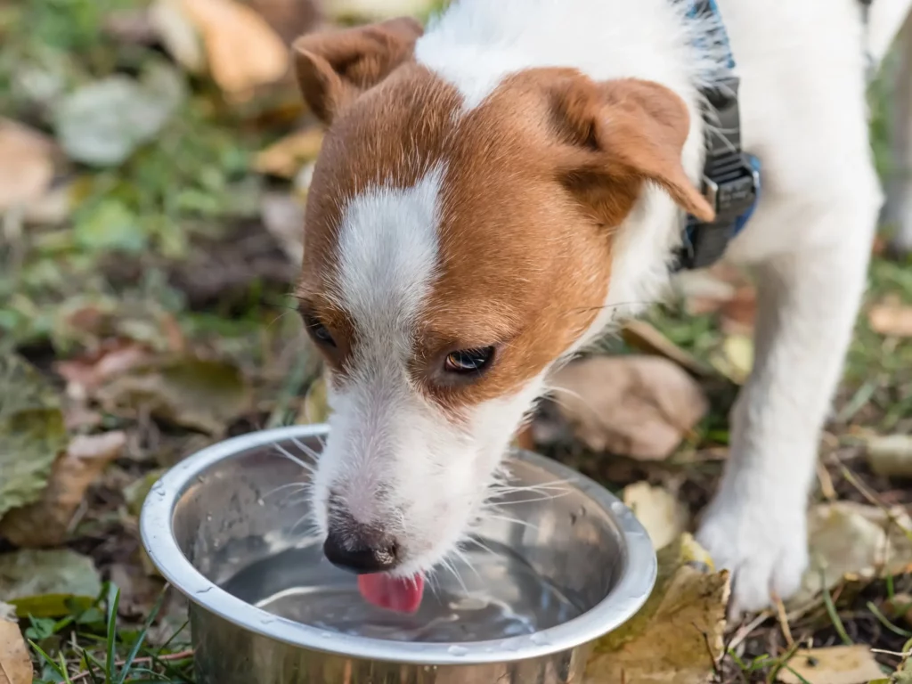 Seis recomendaciones para evitar un golpe de calor en las mascotas