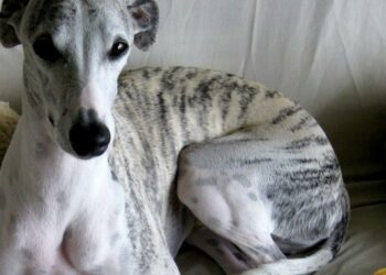 Condenan a dos hombres por matar a un perro a golpes y disparos