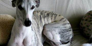 Condenan a dos hombres por matar a un perro a golpes y disparos