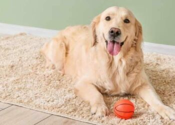 Vacaciones y mascotas: ¿dónde dejarlas cuando no estamos en casa?