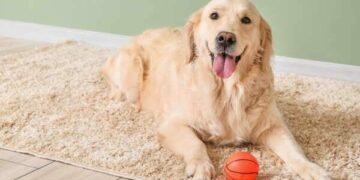 Vacaciones y mascotas: ¿dónde dejarlas cuando no estamos en casa?