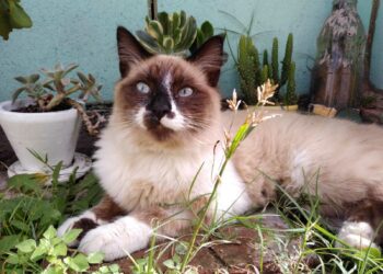 Consejos claves para el cuidado y tenencia responsable de los gatos