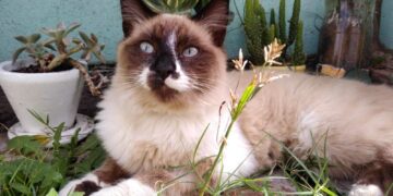 Consejos claves para el cuidado y tenencia responsable de los gatos