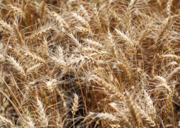 Alertan que se duplicó la evasión fiscal en la cadena del trigo