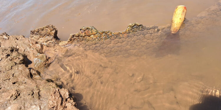 Descubrieron restos fósiles de un gliptodonte en Pampayasta