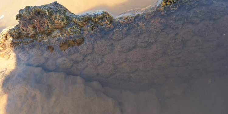 Descubrieron restos fósiles de un gliptodonte en Pampayasta