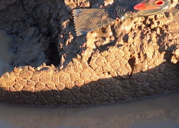 Descubrieron restos fósiles de un gliptodonte en Pampayasta