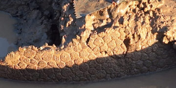 Descubrieron restos fósiles de un gliptodonte en Pampayasta
