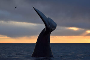 Día Mundial de las Ballenas, el mamífero más grande del mundo