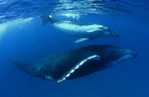 Día Mundial de las Ballenas, el mamífero más grande del mundo