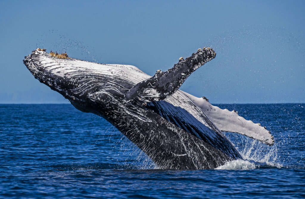 Día Mundial de las Ballenas, el mamífero más grande del mundo