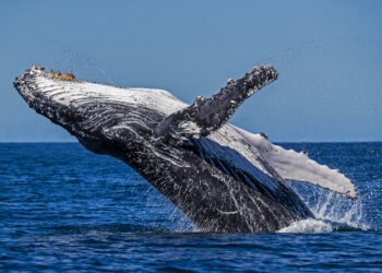 Día Mundial de las Ballenas, el mamífero más grande del mundo