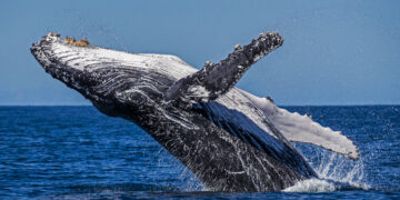 Día Mundial de las Ballenas, el mamífero más grande del mundo