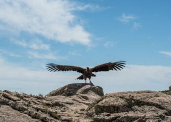 El rastreador de la cóndor “Carlita” aporta información para la preservación de la especie