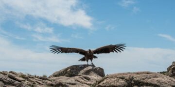 El rastreador de la cóndor “Carlita” aporta información para la preservación de la especie