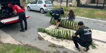 Más de 50 detenidos por múltiples delitos con secuestro de drogas y $ 12 millones