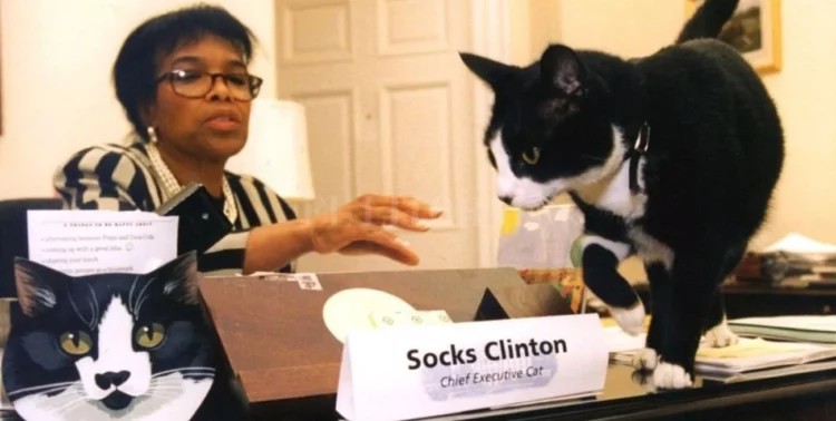 Socks Clinton en la Casa Blanca.