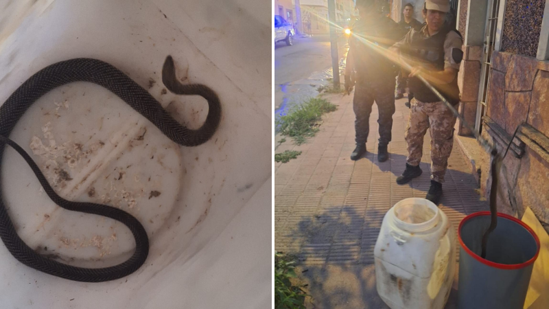 Rescatan a un perro que cayó a un pozo de 10 metros en Ciudad Evita Rescatan a un perro que cayó a un pozo de 10 metros en Ciudad Evita
