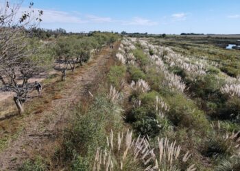 Estudios de fauna nativa en pulmones verdes de Córdoba buscan proteger la biodiversidad