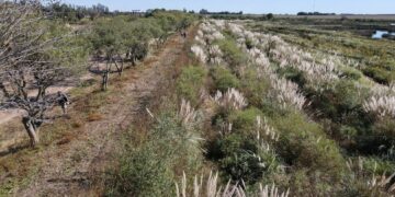 Estudios de fauna nativa en pulmones verdes de Córdoba buscan proteger la biodiversidad