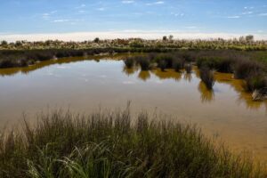 Estudios de fauna nativa en pulmones verdes de Córdoba buscan proteger la biodiversidad