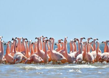 Un nuevo censo de flamencos en Mar Chiquita mostró una gran nidificación