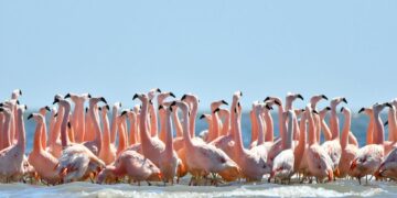 Un nuevo censo de flamencos en Mar Chiquita mostró una gran nidificación