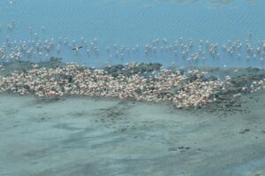 Un nuevo censo de flamencos en Mar Chiquita mostró una gran nidificación