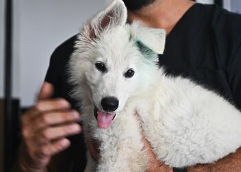 La FPA recibió a su primer pastor suizo y lanzaron una votación para nombrarlo