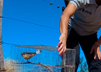 Liberaron 16 aves en su hábitat natural que provenían del tráfico ilegal