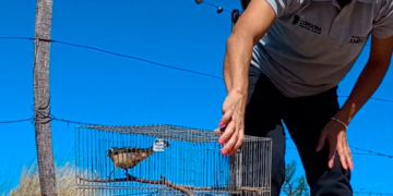 Liberaron 16 aves en su hábitat natural que provenían del tráfico ilegal