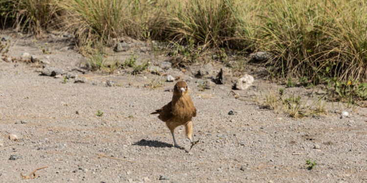 Liberaron un yaguarundí y más de 70 aves en el norte de la provincia