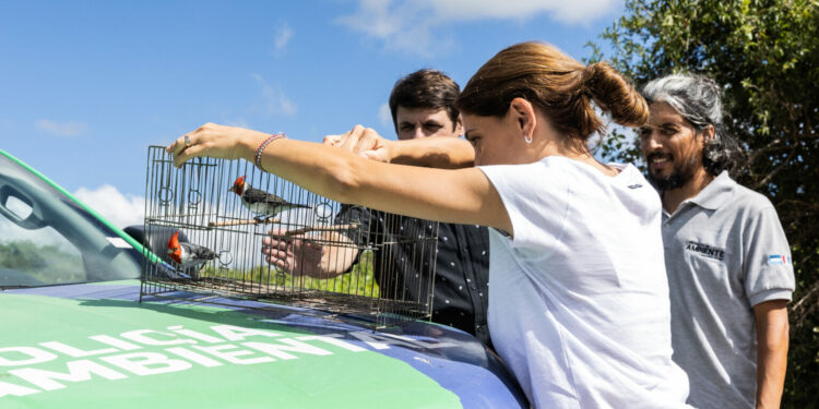 Liberaron un yaguarundí y más de 70 aves en el norte de la provincia