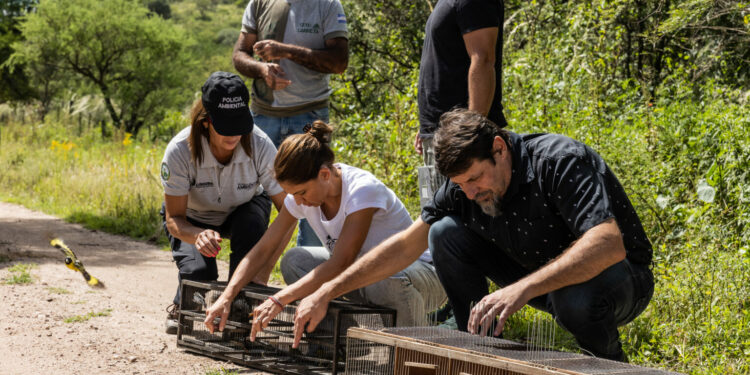 Liberaron un yaguarundí y más de 70 aves en el norte de la provincia