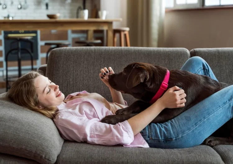 El Labrador es un perro sociable y amigable.