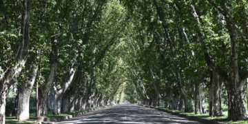 El “Túnel Natural” de Colonia Caroya cumple 110 años: legado histórico y proyección futura