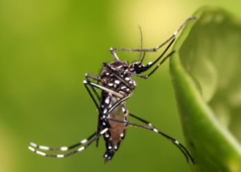 Se duplicó la cantidad de casos de dengue en Córdoba