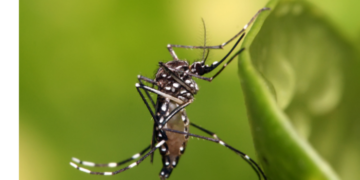 Se duplicó la cantidad de casos de dengue en Córdoba