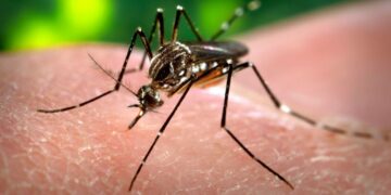 La vacunación no despega y los casos de dengue aumentan