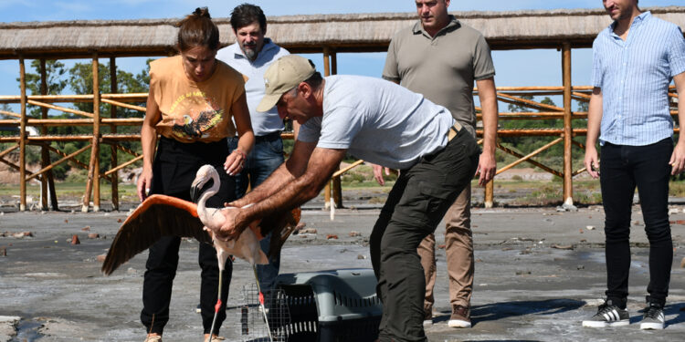 Se liberaron más de 20 ejemplares silvestres en Marull y La Para